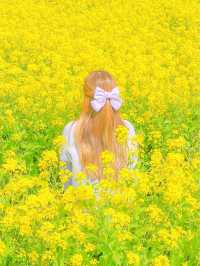 유명한 유채 스팟, 제주 산방산💛 ⠀