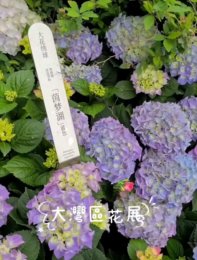 仲唔快啲帶閨密嚟 花展就嚟完結喇