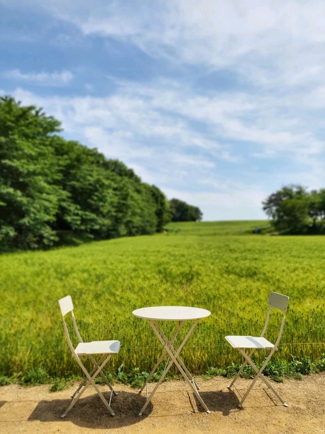 청보리밭이 힐링인 5월에 꼭 가야할 당진 카페피어라🌿