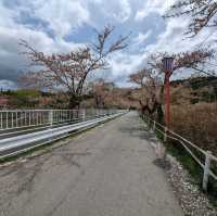 Fleeting Beauty: Takematsu Park's Cherry Blossoms