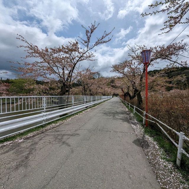 Fleeting Beauty: Takematsu Park's Cherry Blossoms