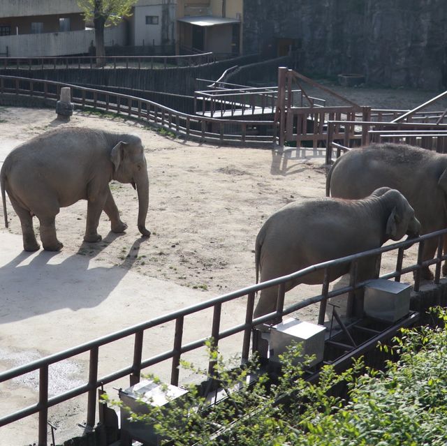 探險首爾大公園 🚡🦓🏞️