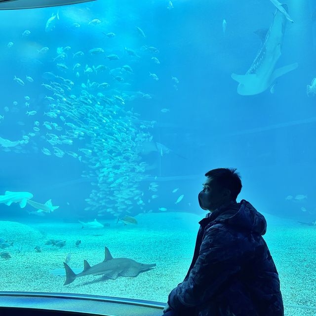 大阪🇯🇵海遊館半日遊