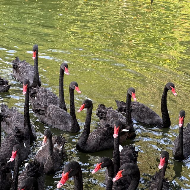 深圳野生動物園🐈‍⬛🐈‍⬛
