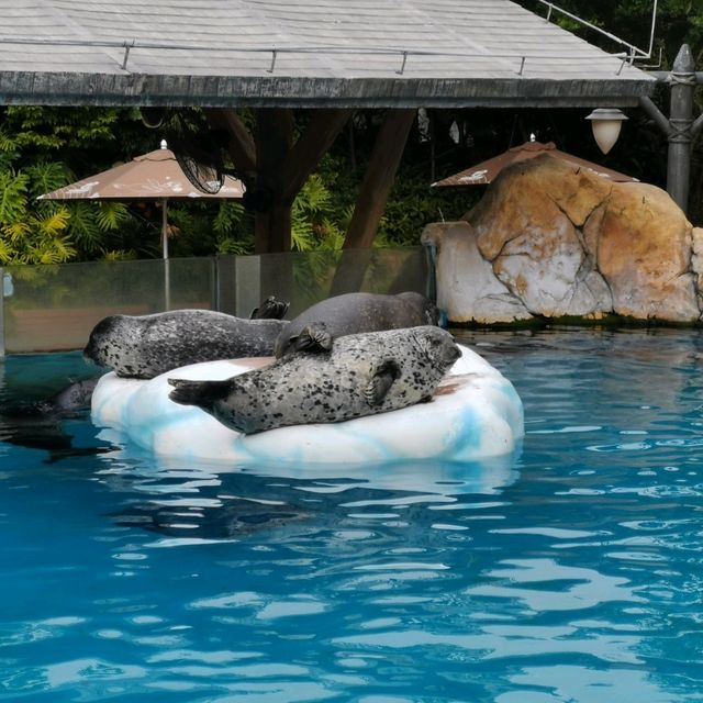 放電必去珠海橫琴長隆海洋王國 放電必去珠海橫琴長隆海洋王國