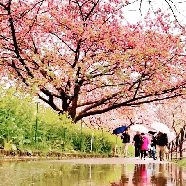粉嫩優雅河津櫻🌸🌸🌸