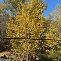Autumn Seoul Cafe with the Best foliages view