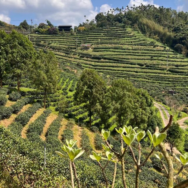 金光峽梯田生態風景區 🌾登高賞景🏞️🌾