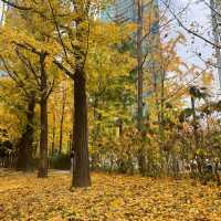 Free Park in Seoul during Autumn for 🍁🍂