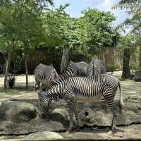 Singapore Zoo