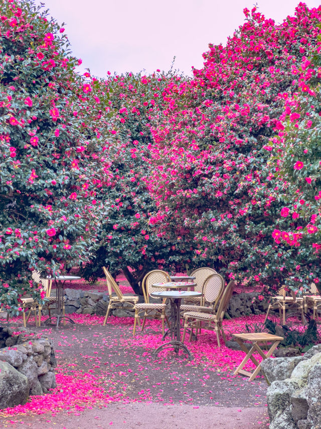 겨울 제주여행을 간다면 꼭 가야하는 동백포레스트🌺