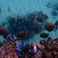 Iboih, Aceh snorkeling.. moment to joy