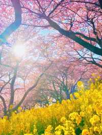 【絶景】菜の花×河津桜のコントラストが美しい🌸まつだ桜まつり
