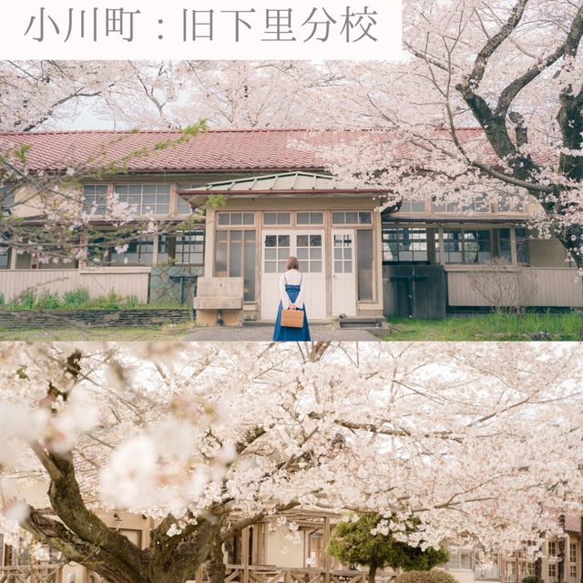【埼玉】おすすめSAKURAスポット6選