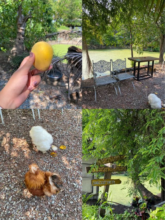 พาไปดูเป็ด+เช็คอินบ้านสวนใกล้กรุง🍛🥙🍋