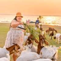 นิวซีแลนด์เมืองไทย 🐏 เขื่อนป่าสัก สระบุรี