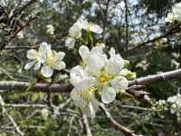 香港好去處 | 香港濕地公園 | 一月賞紅葉 | 二月賞李花