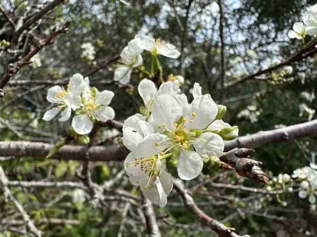 香港好去處 | 香港濕地公園 | 一月賞紅葉 | 二月賞李花