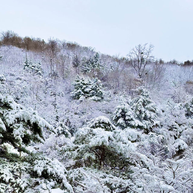 눈꽃이란 이런것 - 관악산 등산