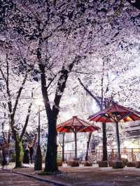 京都×夜桜 7選✨※一夜で回るルートプラン情報付 