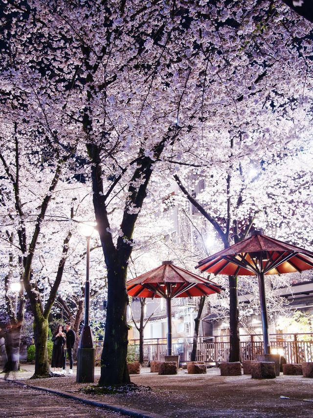 京都×夜桜 7選✨※一夜で回るルートプラン情報付 