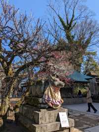 北野天満宮【北野の花手水】撫で牛の両脇の生花が華やかで綺麗