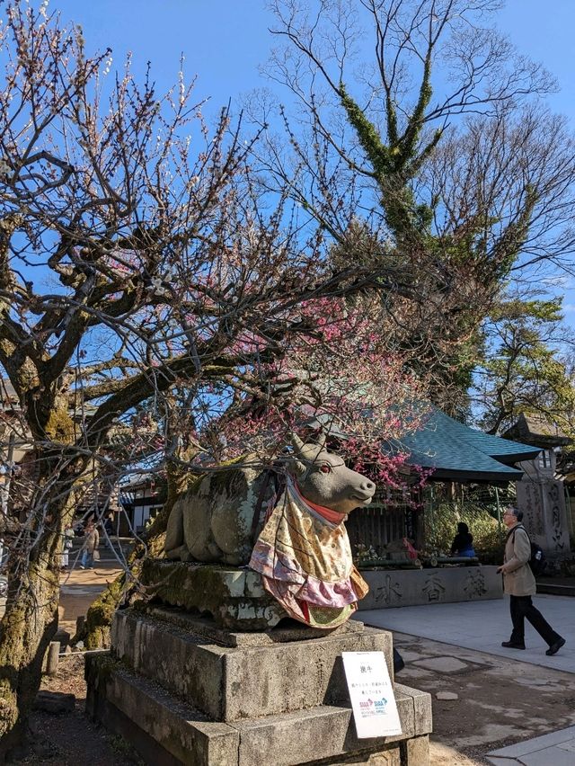 北野天満宮【北野の花手水】撫で牛の両脇の生花が華やかで綺麗