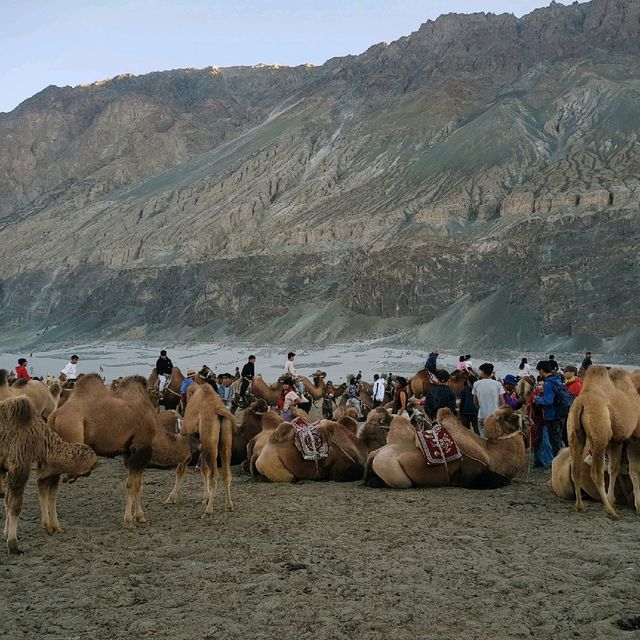 Hunder Sand Dunes w Camel Ride