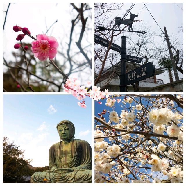 Flowering Cherry Blossoms @ Kamakura