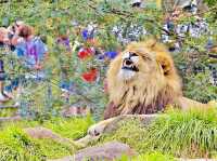 Melbourne Zoo