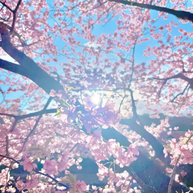 河津桜と夜の灯り - 川辺の春紀行