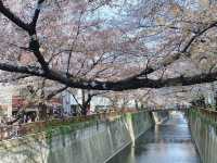 สัมผัสความงามของดอกซากุระริม Meguro River🌸