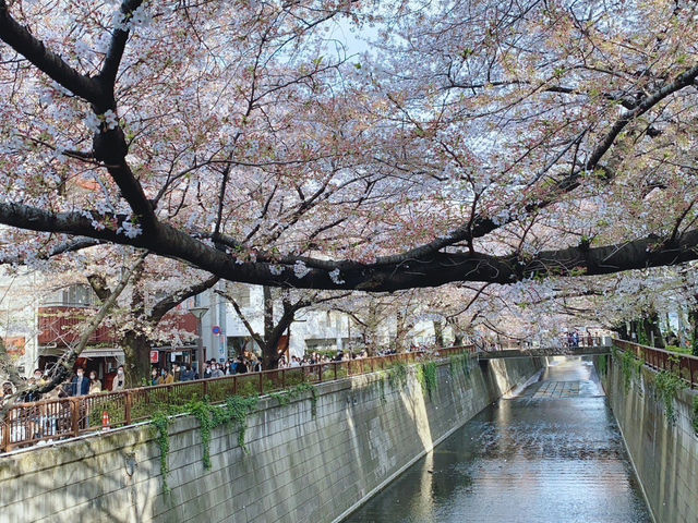 สัมผัสความงามของดอกซากุระริม Meguro River🌸