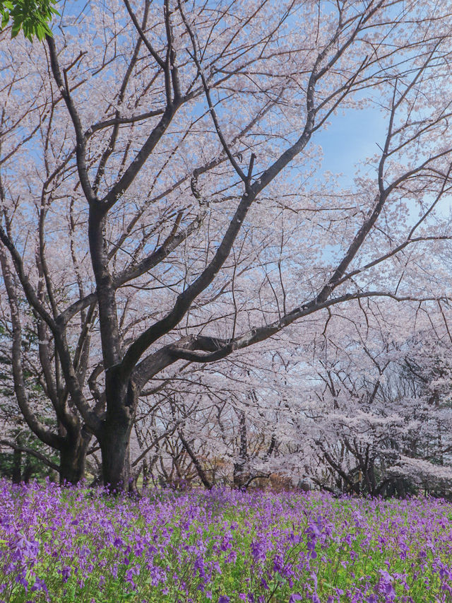 【東京のお花見スポットの定番】春の小花×桜が美しい昭和記念公園