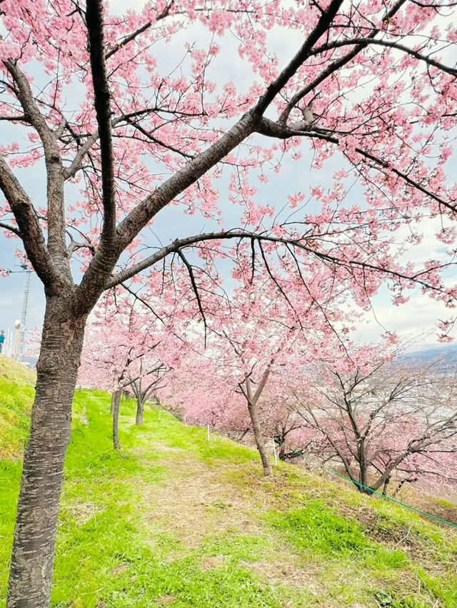 【群馬】超穴場!!絶景の桜並木が見れる!!春のおでかけスポット🌸