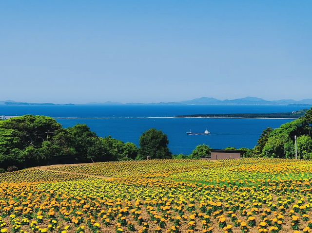 Not just a park but a hidden gem in Fukuoka