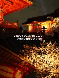 【京都 東山】約1週間限定🌸春の夜間拝観で見る清水寺の桜