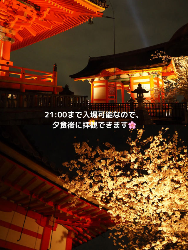 【京都 東山】約1週間限定🌸春の夜間拝観で見る清水寺の桜
