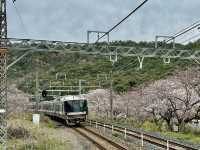 「山中溪駅」櫻花滿開，適合攝影發燒友，主要是遊人不多