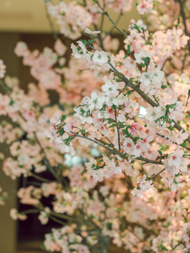 東京｜酒店大堂的櫻花 優雅浪漫🌸