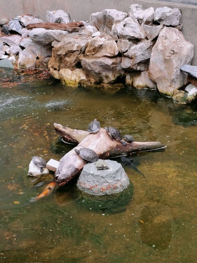 香港丨城市裡的世外桃源丨賽馬會德華公園