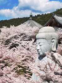 麗らかな春🌸大仏様とお花見しよう🌸壷坂寺 in 奈良