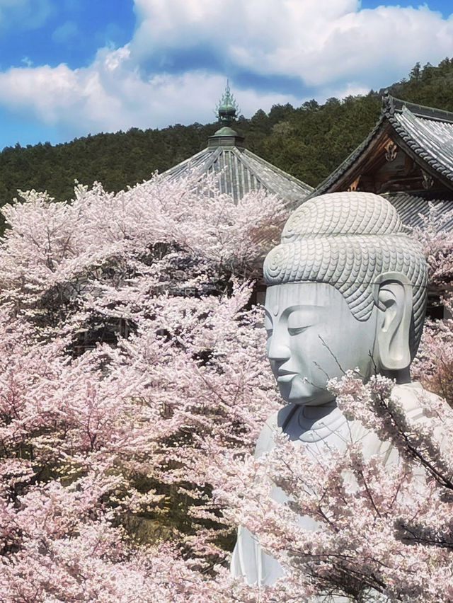 麗らかな春🌸大仏様とお花見しよう🌸壷坂寺 in 奈良