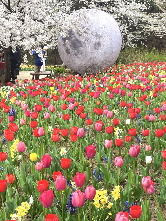 튤립과 벚꽃의 조화로 동화 속 같은 곳🌸🌷