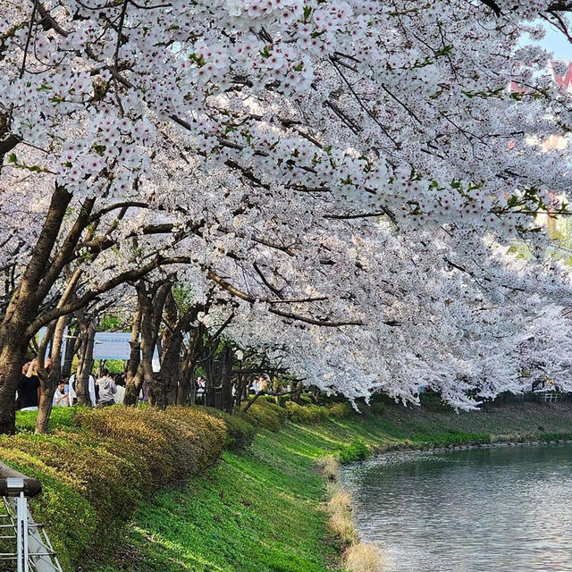 Beautiful Cherry Blossom of Lotte World Tower