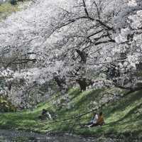 石屋川公園：追尋櫻花美景的絕佳去處