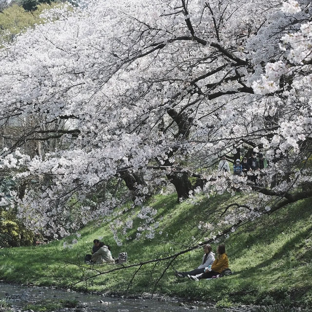 石屋川公園：追尋櫻花美景的絕佳去處