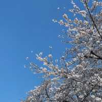 石屋川公園：追尋櫻花美景的絕佳去處