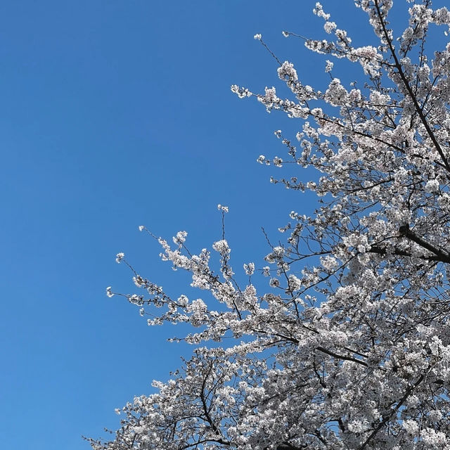 石屋川公園：追尋櫻花美景的絕佳去處