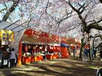 【長野】🌸高遠城址公園：春季櫻花盛開，絕美景緻不可錯過